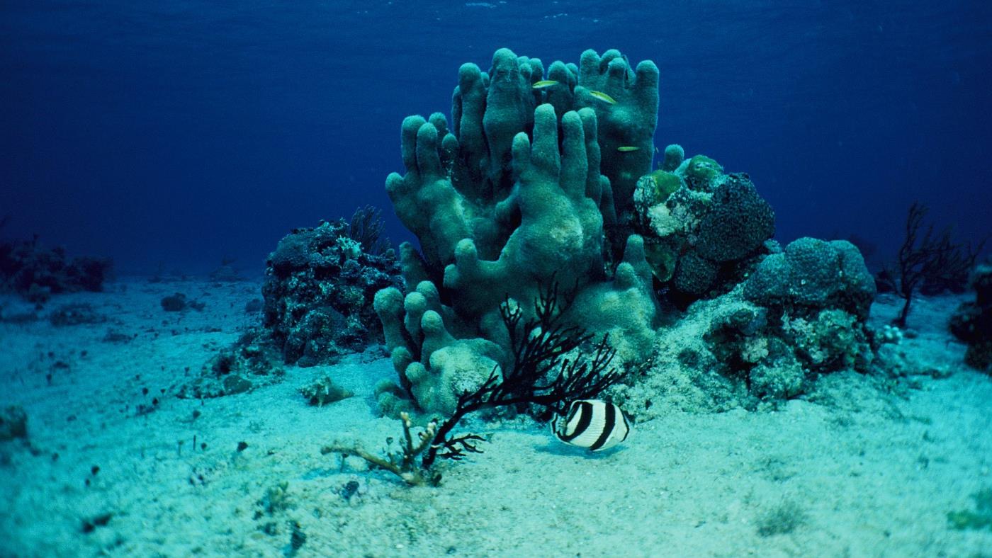 chinchorro reef, costa maya